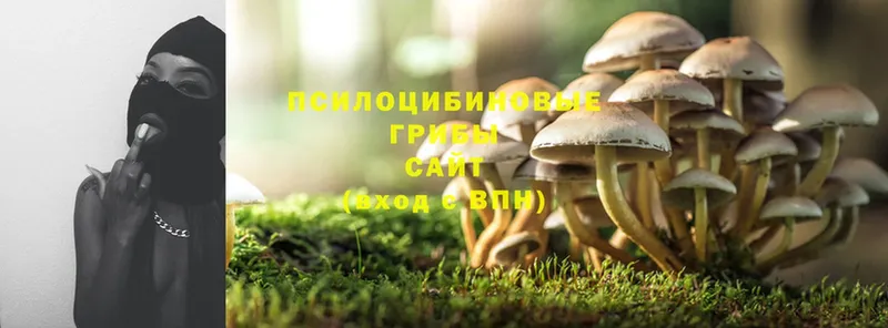 Псилоцибиновые грибы Psilocybe  где купить наркотик  Сосновка 